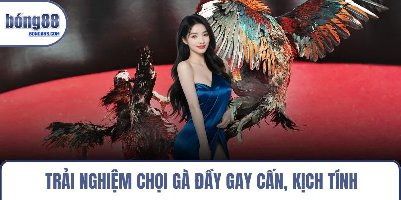 Trang chủ 16 Trải nghiệm chọi gà đầy gay cấn, kịch tính